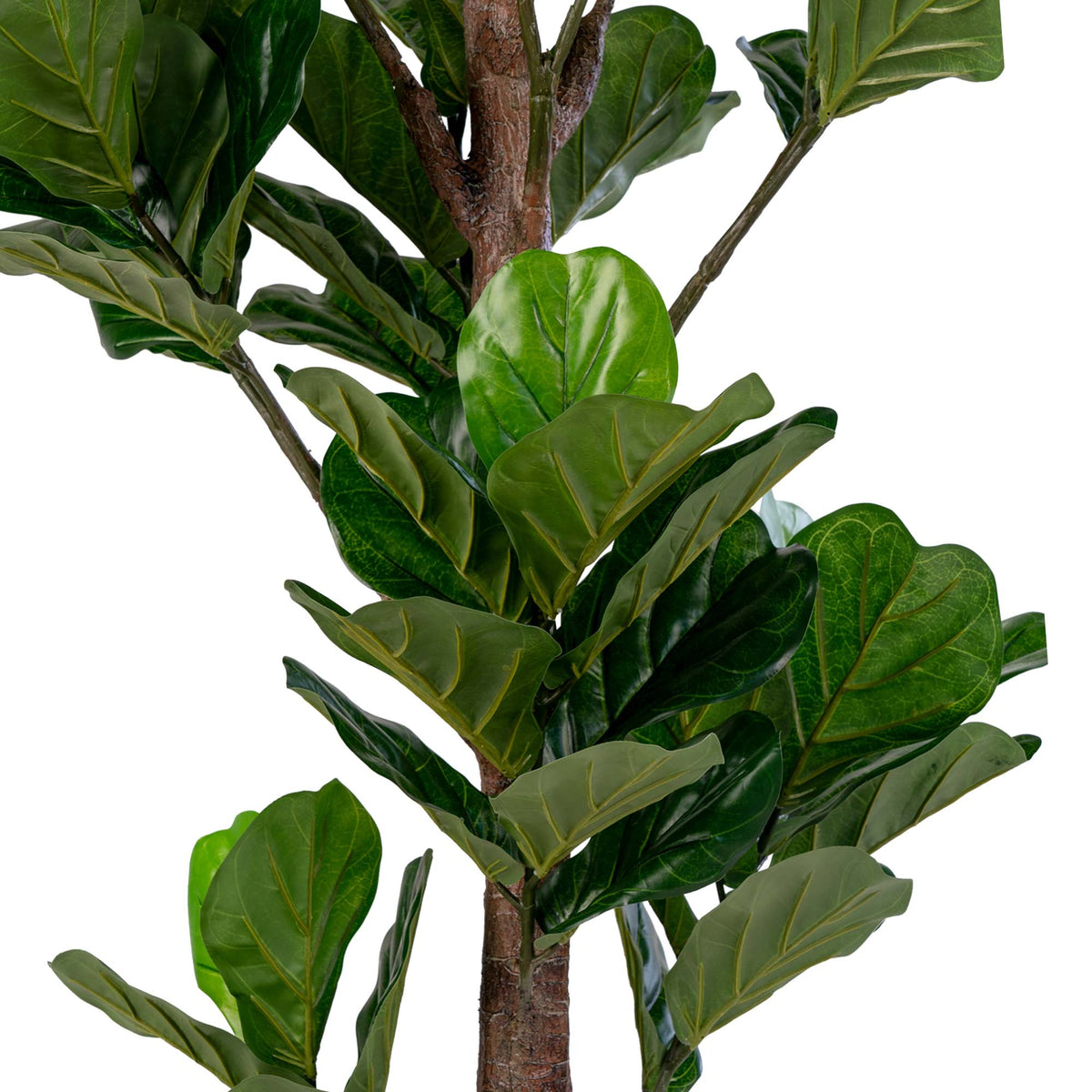 FICUS - מבט נוסף