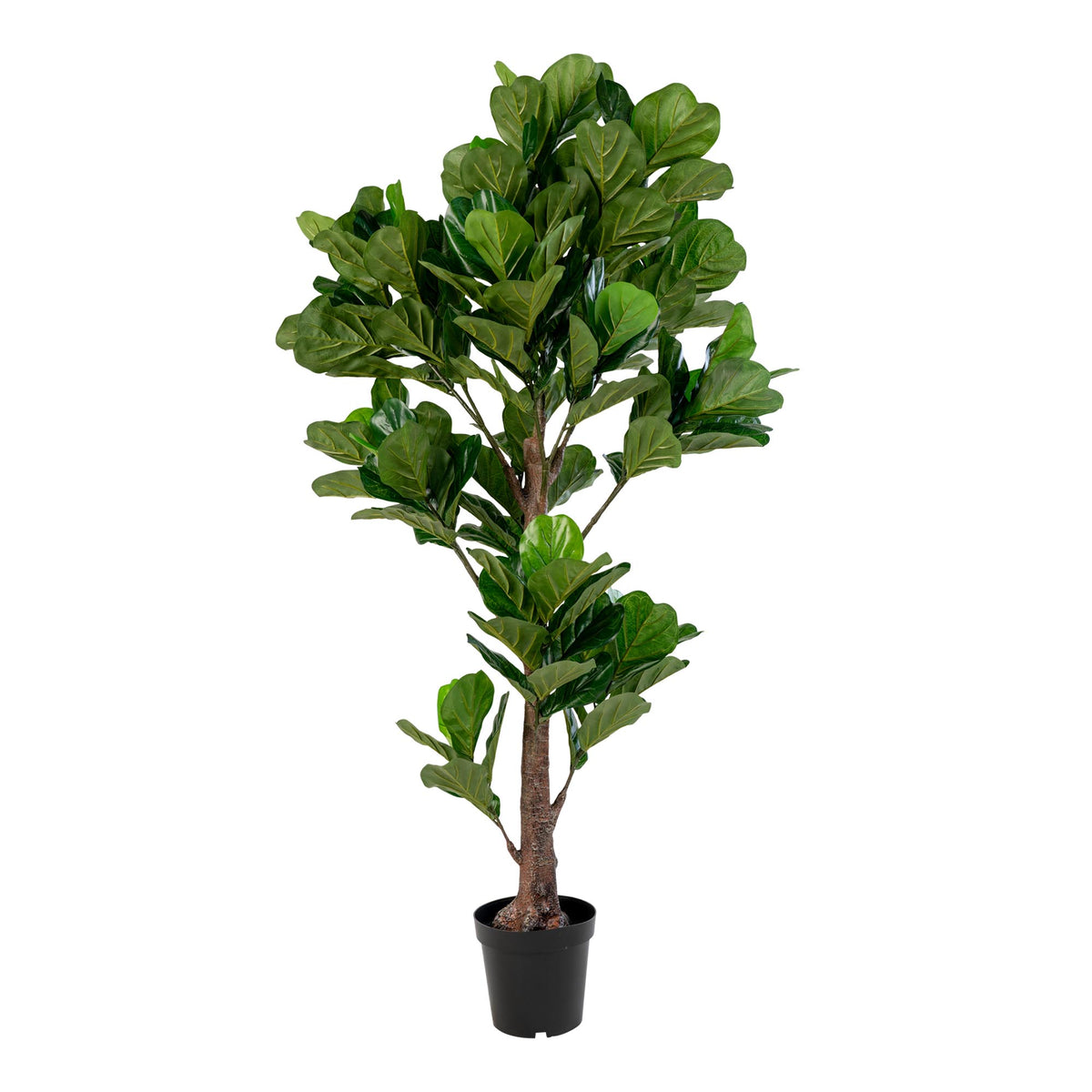 FICUS – פיקוס כינורי מלאכותי, גובה 190
