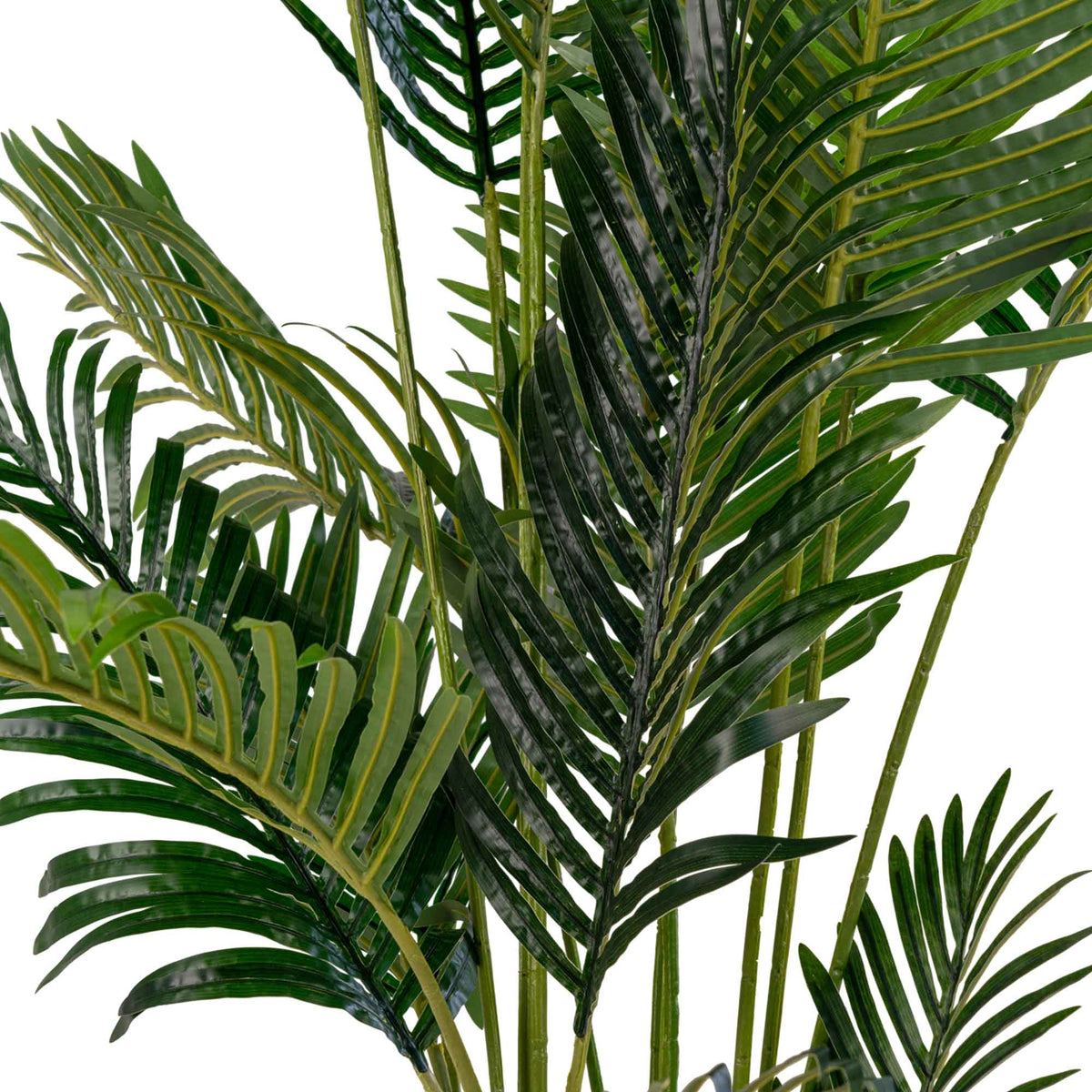 ARECA - מבט נוסף