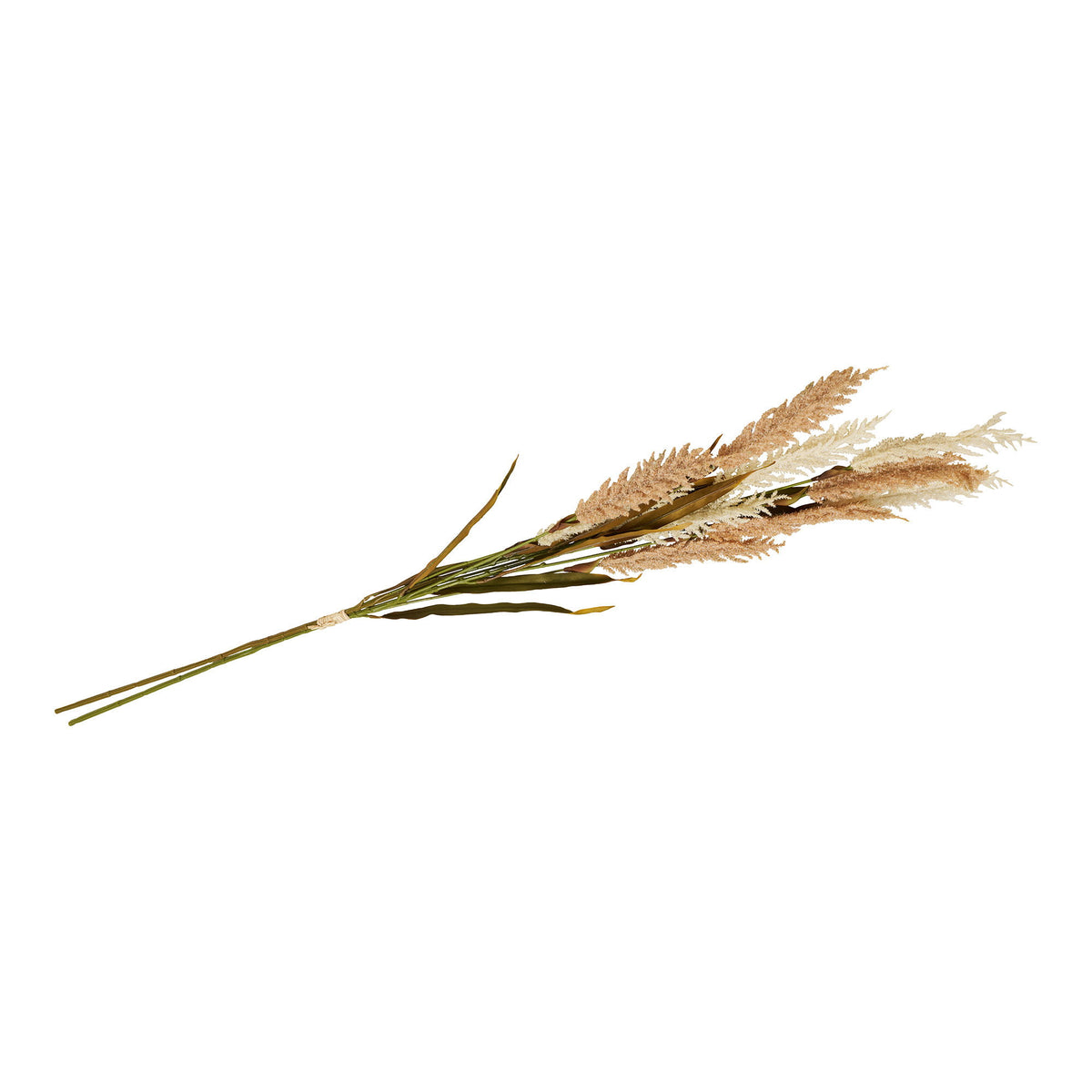 GRAS - מבט נוסף